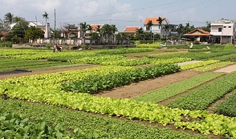 làng rau trà quế hội an